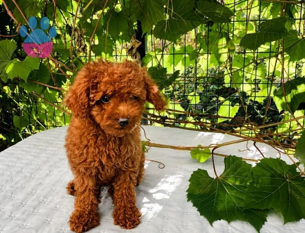 KORE KAN RED BROWN TOY POODLE