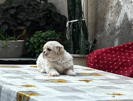 SHİH TZU YAVRULARIMIZ - 5451