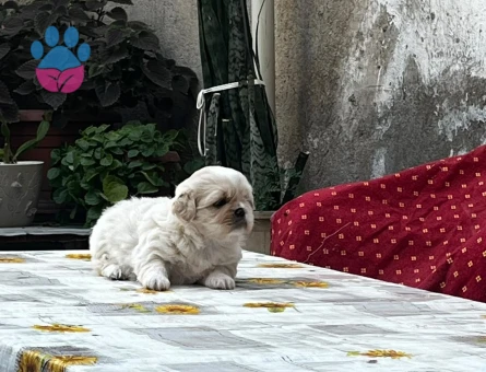 SHİH TZU YAVRULARIMIZ
