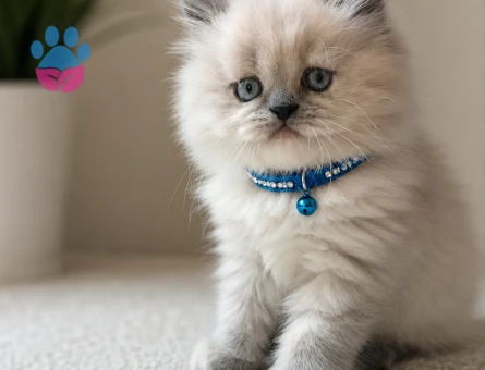 British Longhair 2 Aylık Erkek Yavrumuz