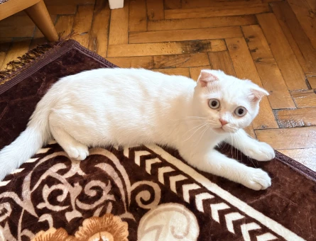 Scottish Fold 5 Aylık Yuva Arıyor - 5454