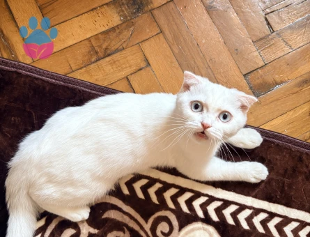 Scottish Fold 5 Aylık Yuva Arıyor