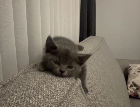 %100 SAFKAN BRITISH SHORTHAIR - 5456