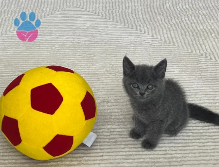 %100 SAFKAN BRITISH SHORTHAIR