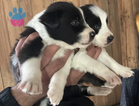 Zeka küpü border collie pandalar
