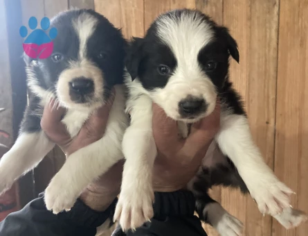 Zeka küpü border collie pandalar