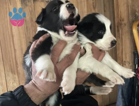 Zeka küpü border collie pandalar