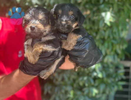 Yorhshire Terrier Bebişler Teslime Hazır - 5459