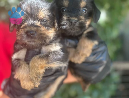 Yorhshire Terrier Bebişler Teslime Hazır