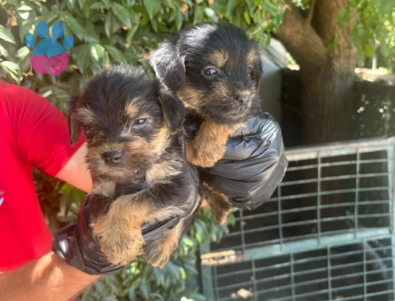 Yorhshire Terrier Bebişler Teslime Hazır