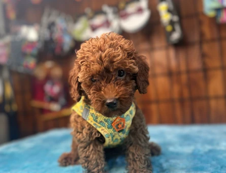 Dünyanın En Zeki İkinci Köpek Irkı Toy Poodle - 5460