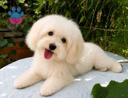 4 ADET TOPLU ERKRK MALTİPOO