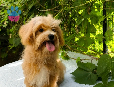 4 ADET TOPLU ERKRK MALTİPOO