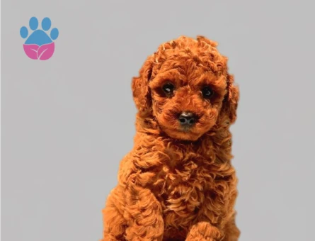 Antialerjik Toy Poodle Yavrularım 2 Aylık