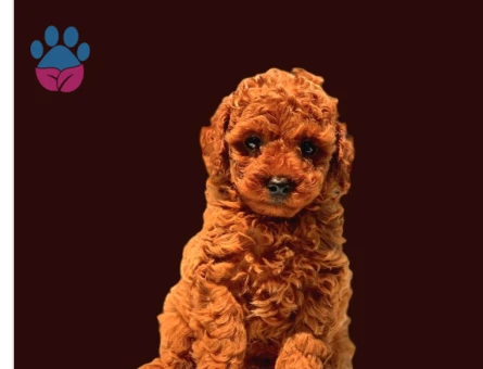 Antialerjik Toy Poodle Yavrularım 2 Aylık