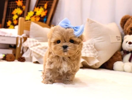 Show Kalite Toy Poodle Bebeklerim - 5473
