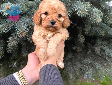 Kore Asıllı Teacup Maltipoo Bebeklerım