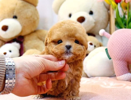 Kore Kani A Kali̇te Toy Poodle Yavrularim - 5475