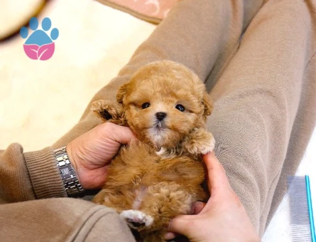Kore Kani A Kali̇te Toy Poodle Yavrularim