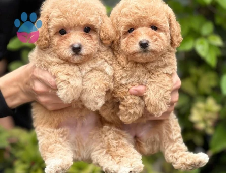 Antialerjik Safkan Maltipoo Yavrularım - 5477