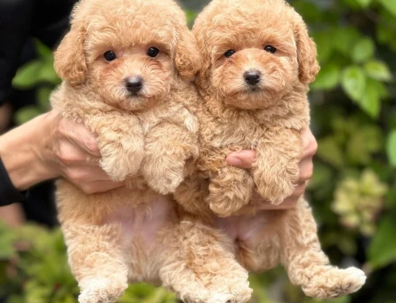 Antialerjik Safkan Maltipoo Yavrularım - 5477