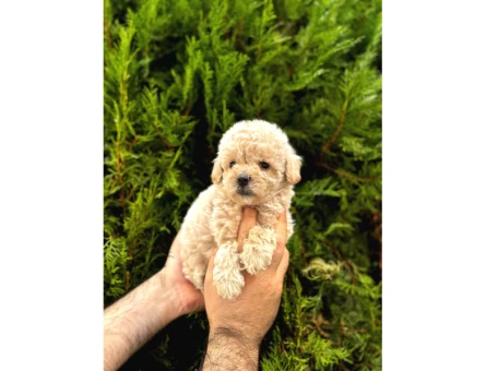 Güzel Yüzlü Maltipoo Bebeklerimiz - 5478