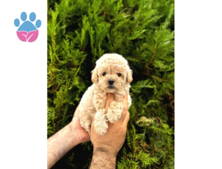 Güzel Yüzlü Maltipoo Bebeklerimiz