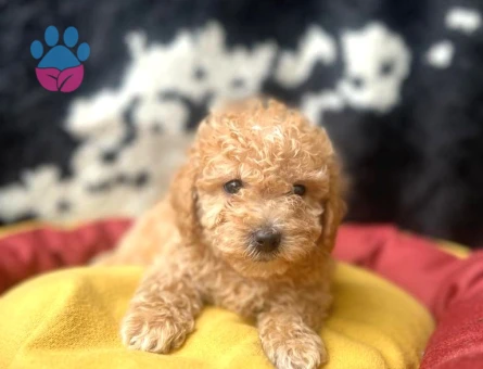 Erkek Ve Dişi 2 Aylık Show Kalite Toy Poodle Yavrular