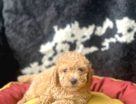 Erkek Ve Dişi 2 Aylık Show Kalite Toy Poodle Yavrular - 5479