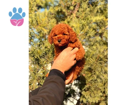 A Kalite Red Brown Toy Poodle Yavrumuz