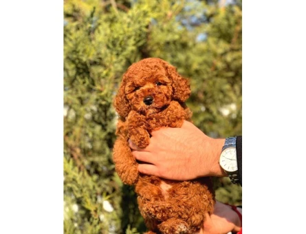 A Kalite Red Brown Toy Poodle Yavrumuz - 5480