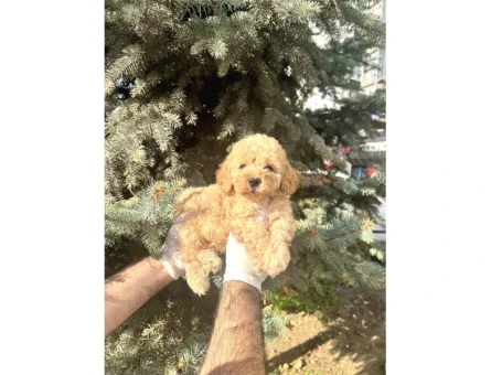 Üst Kalıte Akıllı Toy Poodle Bebekler - 5481