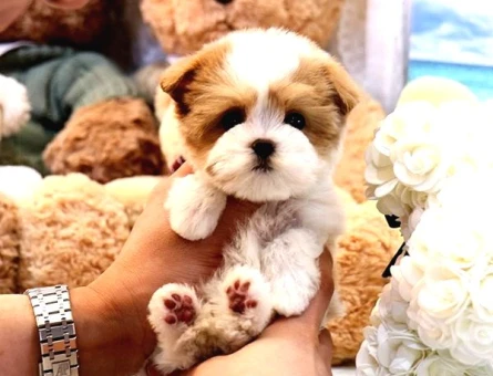 Kore Gen Hatti Maltipoo Bebekleri̇m - 5482