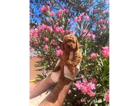 A Kalite Toy Poodle Yavrular - 5484