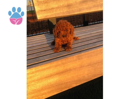 Bebek Yüzlü Poodle Yavrumuz