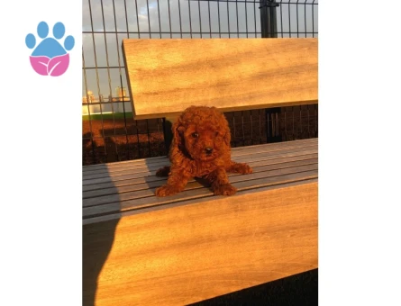 Bebek Yüzlü Poodle Yavrumuz