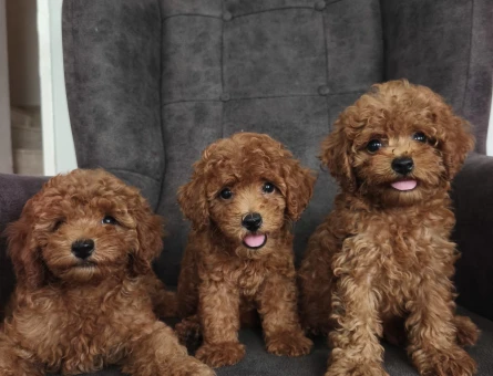 Toy poodle yavruları - 5488