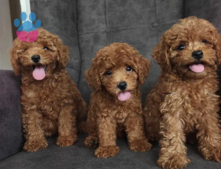 Toy poodle yavruları
