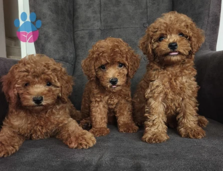 Toy poodle yavruları