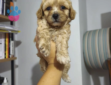 Maltipoo 3 Aylık Yavrular Yeni Yuvalarına Hazır