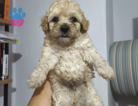 Maltipoo 3 Aylık Yavrular Yeni Yuvalarına Hazır