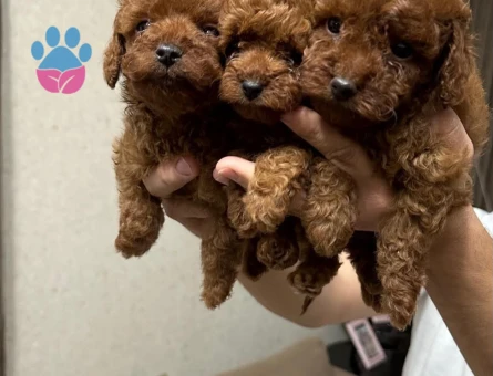 ORİJİNAL POODLE BEBEKLER - 5493