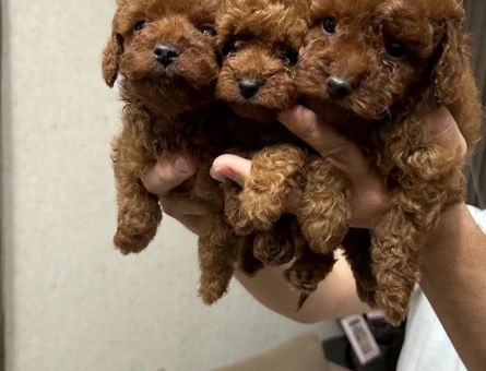 ORİJİNAL POODLE BEBEKLER - 5493
