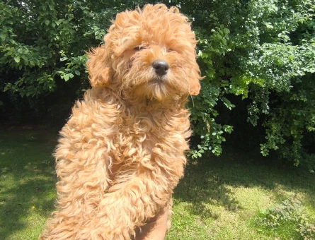 Maltipoo Bebekler 3 Aylıklar - 5495