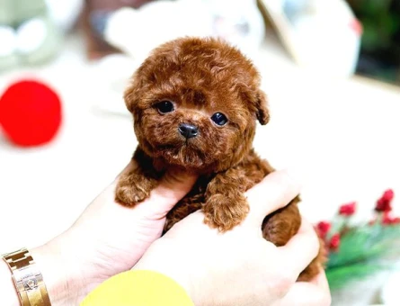 Show Kali̇te Red Brown Toy Poodle Bebekleri̇m - 5496