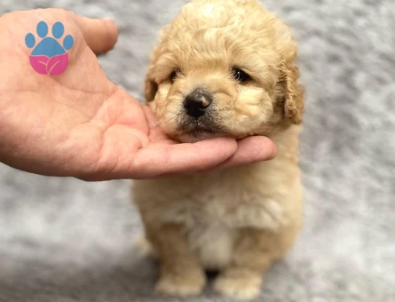 Maltipoo Yavrularım Sağlık Ve Irk Garantilidir - 5498