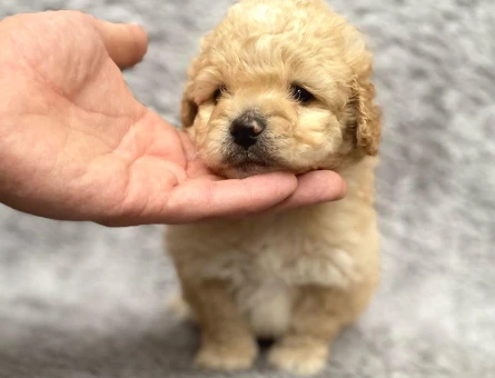 Maltipoo Yavrularım Sağlık Ve Irk Garantilidir - 5498