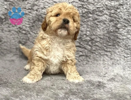 Maltipoo Yavrularım Sağlık Ve Irk Garantilidir