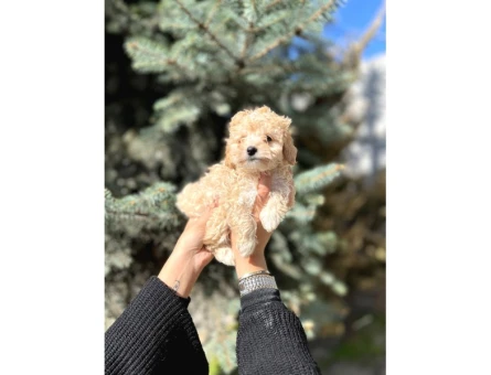 Mini Toy Poodle Yavrular - 5499