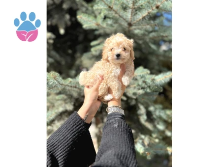 Mini Toy Poodle Yavrular